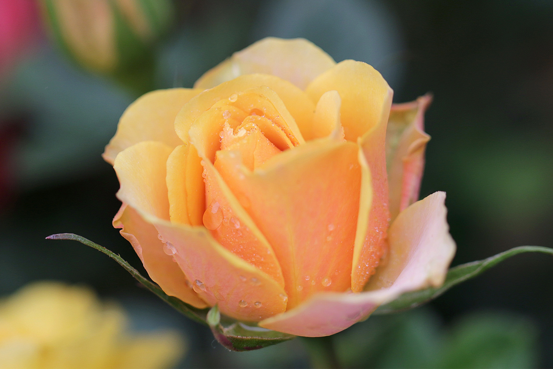 Yellow rose